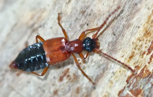 Deleaster dichrous
