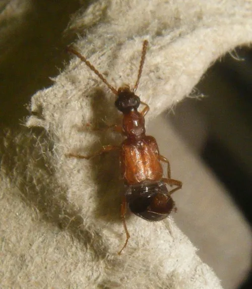 Deleaster dichrous - photo 2