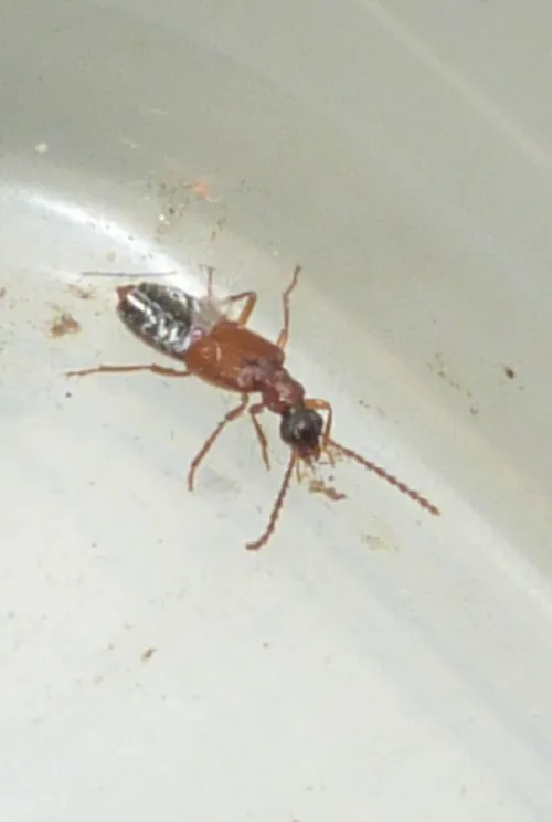 Deleaster dichrous - photo 3