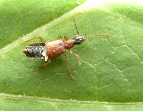 Deleaster dichrous - photo 4