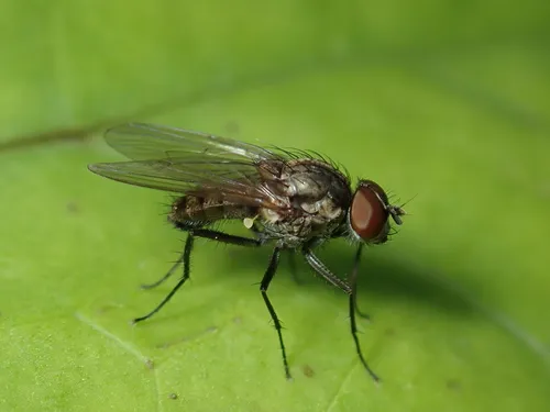 Delia platura
