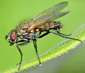 Delia pluvialis