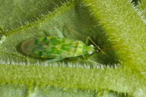 Delicate Apple Capsid - Malacocoris chlorizans