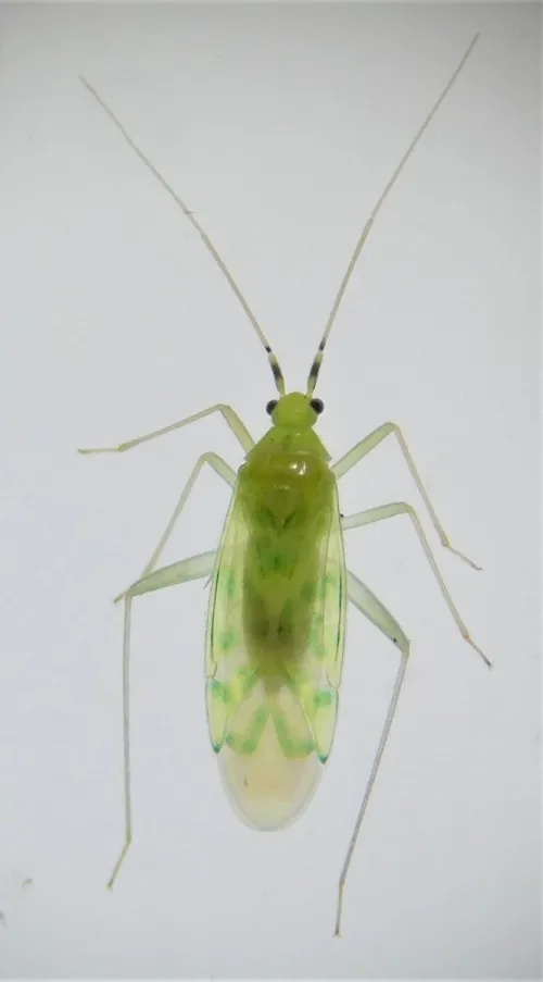 Delicate Apple Capsid - photo 2