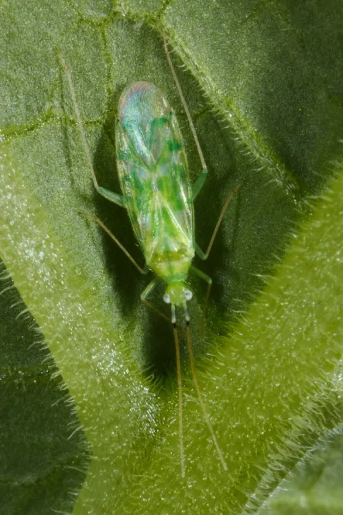 Delicate Apple Capsid - photo 3