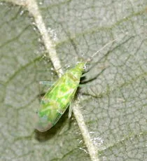 Delicate Apple Capsid - photo 4