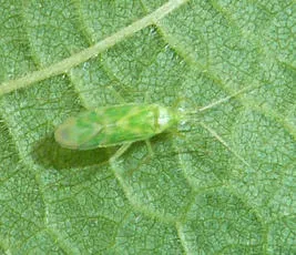 Delicate Apple Capsid - photo 5