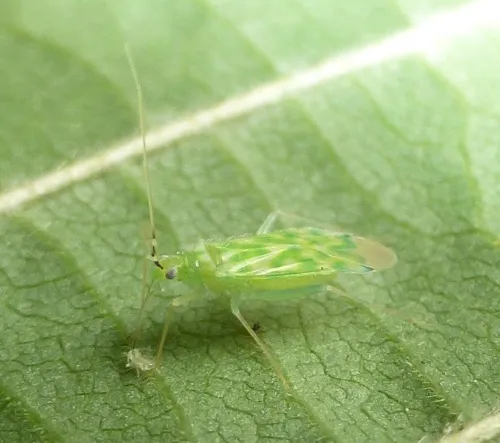 Delicate Apple Capsid - photo 6
