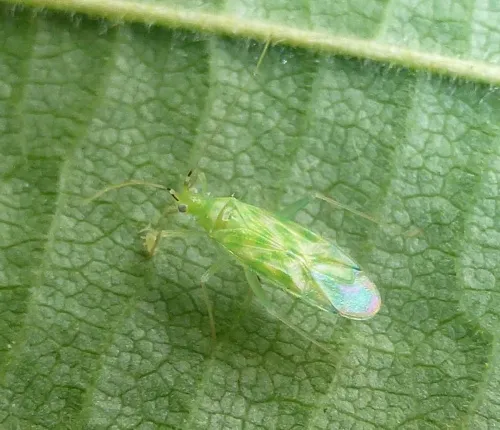 Delicate Apple Capsid - photo 7