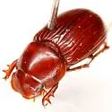 Dellacasiellus claudus