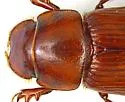 Dellacasiellus claudus - photo 2