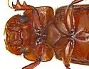 Dellacasiellus claudus - photo 3