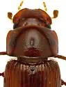 Dellacasiellus claudus - photo 4