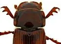 Dellacasiellus claudus - photo 5