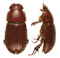 Dellacasiellus concavus