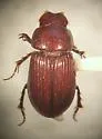 Dellacasiellus fucosus