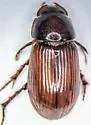Dellacasiellus fucosus - photo 2