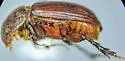 Dellacasiellus fucosus - photo 5