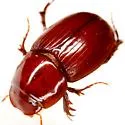 Dellacasiellus griffini