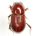 Dellacasiellus kirni