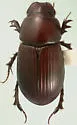 Dellacasiellus laevigatus