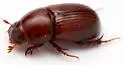 Dellacasiellus laevigatus - photo 2