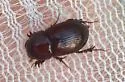 Dellacasiellus laevigatus - photo 3