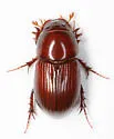 Dellacasiellus laevigatus - photo 4