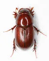 Dellacasiellus laevigatus - photo 5