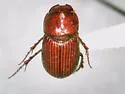 Dellacasiellus milleri - Dellacasiellus milleri