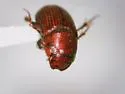 Dellacasiellus milleri - photo 3