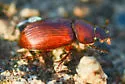 Dellacasiellus pseudofucosus - photo 3