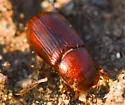 Dellacasiellus pseudofucosus - photo 4