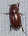 Dellacasiellus pseudofucosus - photo 5
