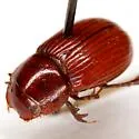 Dellacasiellus ruficlarus - Dellacasiellus ruficlarus