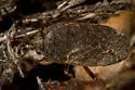 Delochilocoris caliginosus