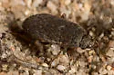 Delochilocoris caliginosus - photo 2