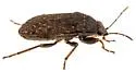 Delochilocoris caliginosus - photo 4