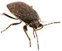 Delochilocoris caliginosus - photo 5