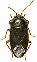Delochilocoris illuminatus