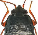 Delochilocoris illuminatus - photo 2