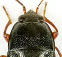Delochilocoris illuminatus - photo 4