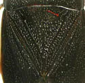 Delochilocoris illuminatus - photo 5
