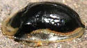 Deloyala lecontii