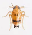 Delphacodes acuministyla