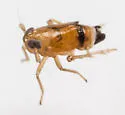 Delphacodes acuministyla - photo 2