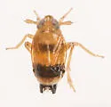 Delphacodes acuministyla - photo 3