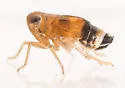 Delphacodes acuministyla - photo 4
