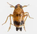 Delphacodes acuministyla - photo 5