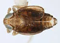 Delphacodes angulata